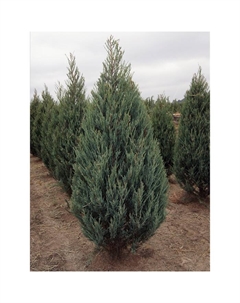 Саженец Можжевельник скальный «Скайрокет», Р9, 1 шт., h=3-20 см Поиск