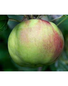 Саженец Яблоня карликовая Приземленное, С3 горшок, Н35-55 высота, 1 шт. Поиск