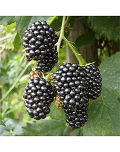 Саженец Ежевика Чачанска Бестрна, горшок С2, 1 шт. Поиск