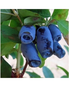 Саженец Жимолость съедобная Голубой десерт, горшок С2, 1 шт. Поиск