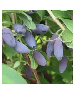 Саженец Жимолость съедобная «Камчадалка», горшок С2, 1 шт., Лето 2025 Поиск