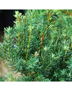 Саженец Тисс средний Хилли, горшок P9,, 1 шт., h=3-20 см Поиск