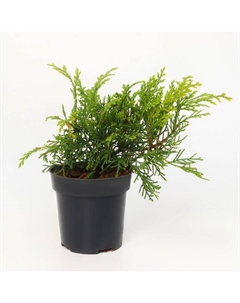 Саженец Микробиота перекрестнопарная (Р9), 1 шт., h=3-20 см Поиск