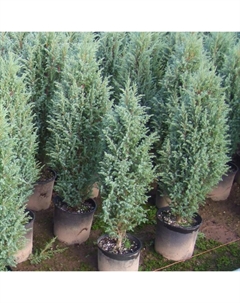 Саженец Можжевельник скальный «Моффат Блу», Р9, 1 шт. Поиск