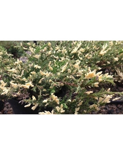 Саженец Можжевельник горизонтальный «Андорра Вариегата», Р9, 1 шт. Поиск