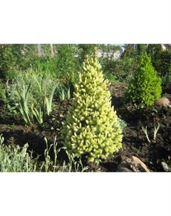 Саженец Ель канадская «Дейзи Вайт», Р9, 1 шт. Поиск