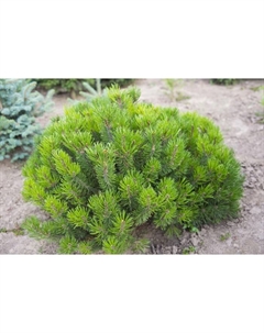 Саженец Сосна горная «Мугус», Р9, 1 шт., h=3-20 см Поиск