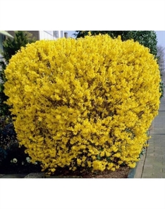 Саженец Форзиция промежуточная Линвуд Голд, горшок С2, 1 шт. Поиск