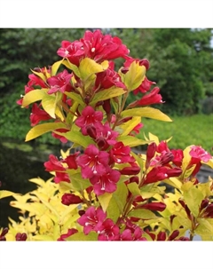 Саженец Вейгела гибридная Олимпиада, горшок С2, 1 шт. Поиск