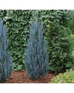 Саженец Можжевельник скальный «Блу Эрроу», Р9, 1 шт., h=3-20 см Поиск
