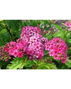 Саженец Спирея японская Криспа, горшок С2, 1 шт. Поиск