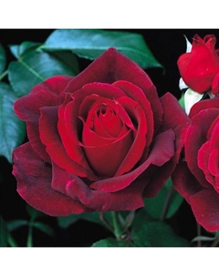 Саженец Роза чайно-гибридная Мистер Линкольн, C3.5 горшок, Н25-45 высота, 1 шт. Поиск