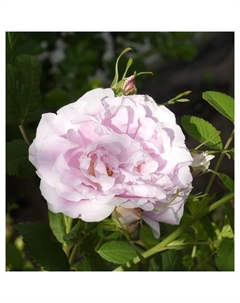 Саженец Роза канадская парковая Мартин Фробишер, морозостойкая, C3.5 горшок, Н25-45 высота, 1 шт. Поиск