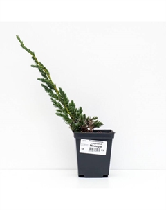 Саженец Можжевельник чешуйчатый «Мейери», Р9, 1 шт., h=3-20 см Поиск