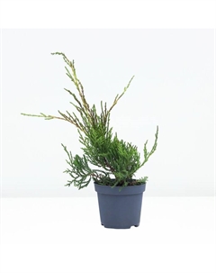 Саженец Можжевельник средний «Олд Голд», Р9, 1 шт., h=3-20 см Поиск