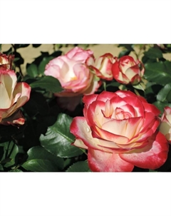 Роза Мейян флорибунда Жюбиле дю Принц де Монако, C3,5 горшок, Н25-45 высота, 1 шт, Лето 2025  90730 Поиск