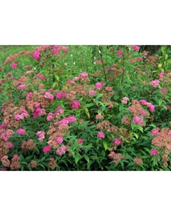 Саженец Спирея японская «Энтони Ватерер», С2 горшок, Н10-50 высота, 1 шт., Лето 2025 Поиск