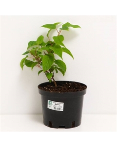 Саженец Актинидия аргута Вейки, С2 горшок, Н15-35 высота, 1 шт. Поиск