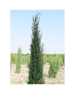 Саженец Можжевельник обыкновенный «Сентинел», Р9, 1 шт., h=3-20 см, Май 2022 Поиск