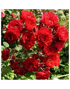 Саженец Роза канадская парковая Хоуп оф Хьюманити, морозостойкая, C3 горшок, Н25-45 высота, 1 шт. Поиск