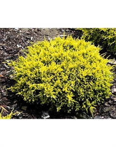 Саженец Можжевельник чешуйчатый «Дрим Джой», Р9, 1 шт., h=3-20 см Поиск