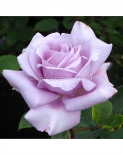 Саженец Роза чайно-гибридная Блю Мун, C3.5 горшок, Н25-45 высота, 1 шт. Поиск