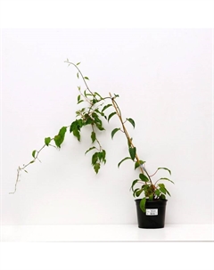 Саженец Актинидия аргута Иссей, С2 горшок, Н15-35 высота, 1 шт. Поиск