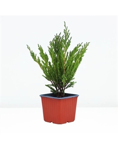 Саженец Можжевельник горизонтальный «Андорра Компакта», Р9, 1 шт., h=3-20 см, Лето 2025 Поиск