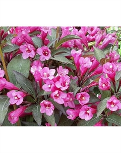 Саженец Вейгела цветущая «Нана Пурпуреа», горшок С2, 1 шт., Лето 2025 Поиск