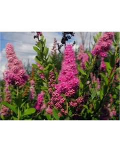 Саженец Спирея Билларда, горшок С2, 1 шт. Поиск