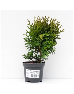 Саженец Туя западная «Тайни Тим», Р9 Поиск