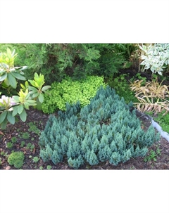 Саженец Можжевельник горизонтальный «Блю Форест», Р9, 1 шт. Поиск