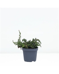 Саженец Можжевельник обыкновенный «Грин Капит», Р9 Поиск