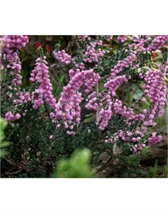 Саженец Вереск обыкновенный Элси Пурнелл, С1.5 горшок, 1 шт. Поиск