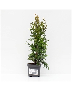 Саженец Туя западная «Кинг оф Брабант», Р9 Поиск