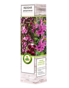 Яблоня декоративная Ола, туба, 1 шт, Лето 2025 Поиск