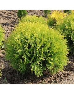 Саженец Туя западная Мириам, горшок P9,, 1 шт., h=3-20 см Поиск