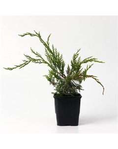 Саженец Можжевельник средний «Вильгельм Пфитцер», Р9, 1 шт., h=3-20 см, Лето 2025 Поиск