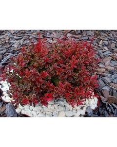 Саженец Барбарис Тунберга «Адмирейшн», С2 горшок, Н10-50 высота, 1 шт. Поиск