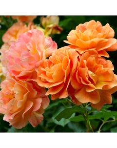 Саженец Роза парковая Вестерленд, C3.5 горшок, Н25-45 высота, 1 шт., Лето 2025 Поиск