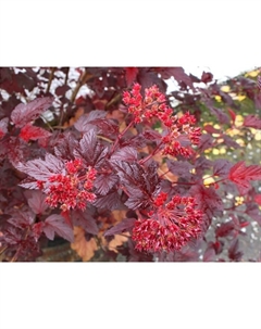 Саженец Пузыреплодник калинолистный Андрэ, С3 горшок, Н10-50 высота, 1 шт. Поиск