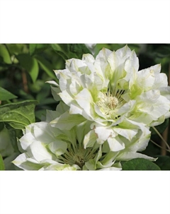 Саженец Клематис крупноцветковый Юкиокоши, С2 горшок, Н20-40 высота, 1 шт., Лето 2025 Поиск