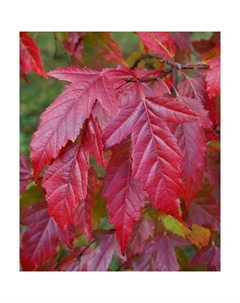 Саженец Клен Гиннала, С3 горшок, Н40-60 высота, 1 шт. Поиск