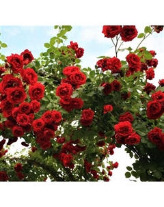 Саженец Роза плетистая Симпати, C3.5 горшок, Н25-45 высота, 1 шт. Поиск