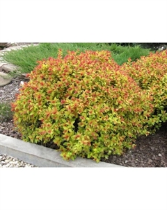 Саженец Спирея японская Файрлайт, С2 горшок, Н10-50 высота, 1 шт., Лето 2025 Поиск