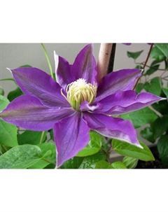 Саженец Клематис крупноцветковый Хакуокан, С2 горшок, Н20-40 высота, 1 шт., Лето 2025 Поиск