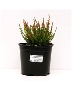 Саженец Вереск обыкновенный Дарк Бьюти, С1.5 горшок, Н10-50 высота, 1 шт. Поиск