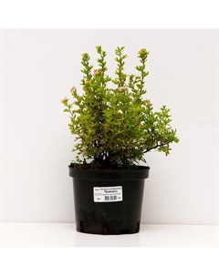 Саженец Лапчатка кустарниковая «Принцесс», С2 горшок, Н10-50 высота, 1 шт., Лето 2025 Поиск