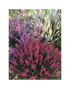 Саженец Вереск обыкновенный Спринг Крим, С1.5 горшок, Н10-50 высота, 1 шт. Поиск