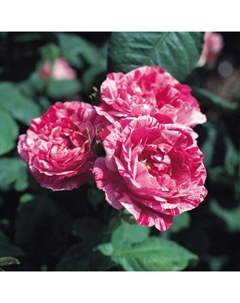 Саженец Роза парковая Фердинанд Пичад, C3.5 горшок, Н25-45 высота, 1 шт., Лето 2025 Поиск